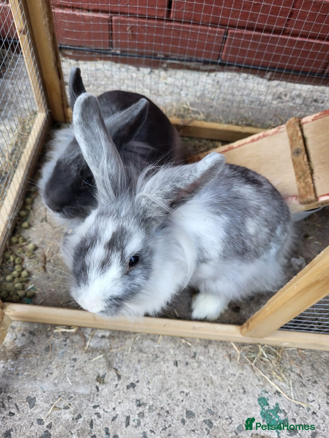 Mini Lion Lop rabbits for sale: fluffy baby bunnies £25-30 - Image 8