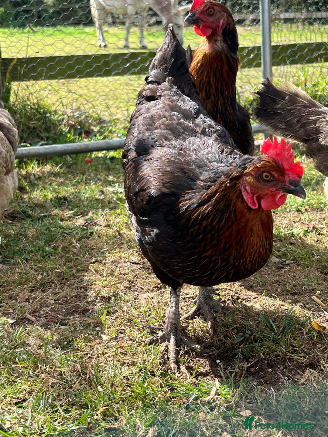 Chickens poultry for sale: Hatching eggs  - Image 7