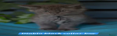 Maine Coon Kitten 4