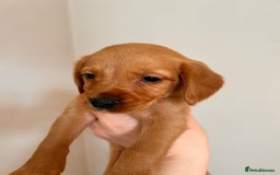 Cockerdor dogs for sale: 7 cockerdor puppies  - Image 4