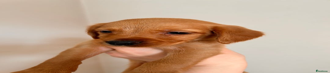 Cockerdor Puppy 3