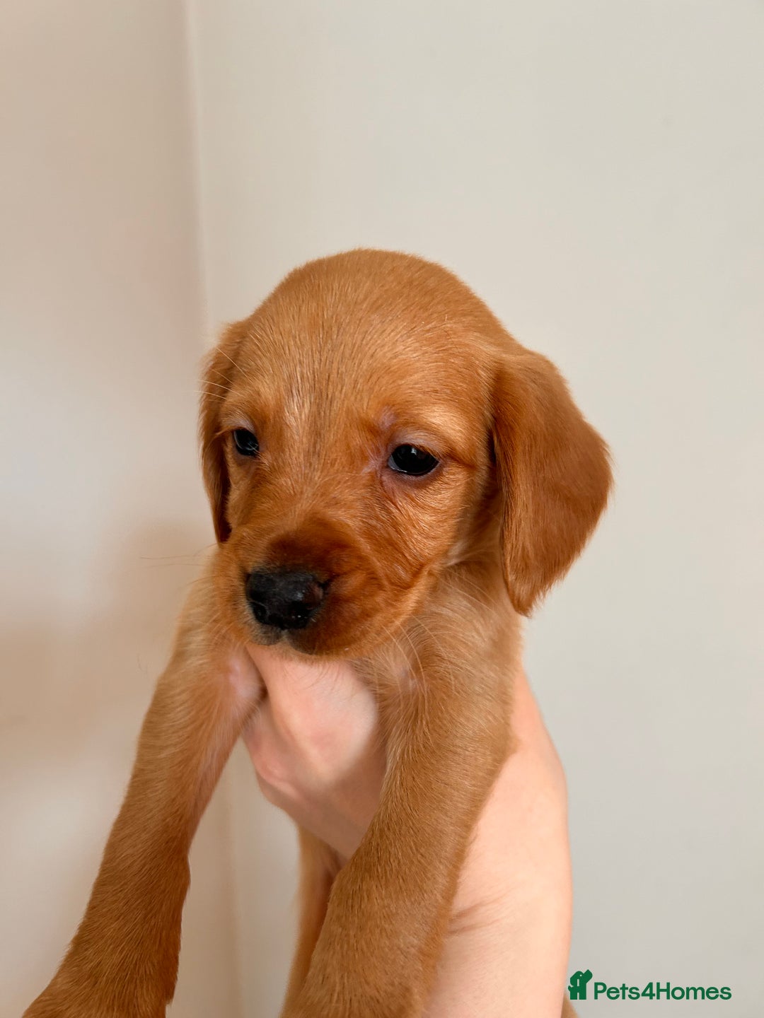 Cockerdor dogs for sale: 7 cockerdor puppies  - Image 4