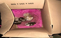 Maine Coon cats for sale: Beautiful Maine Coon Cross Kittens  - Image 37