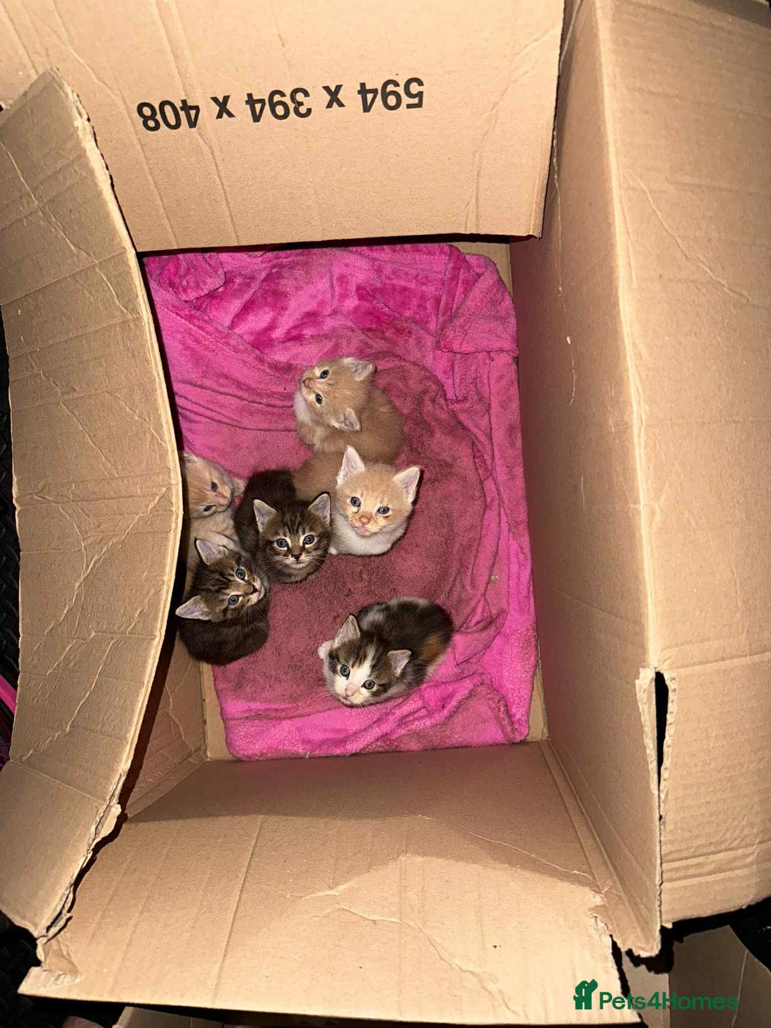 Maine Coon cats for sale: Beautiful Maine Coon Cross Kittens  - Image 37