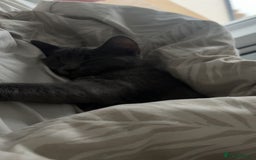 Mixed Breed cats for sale: Daisy  - Image 4