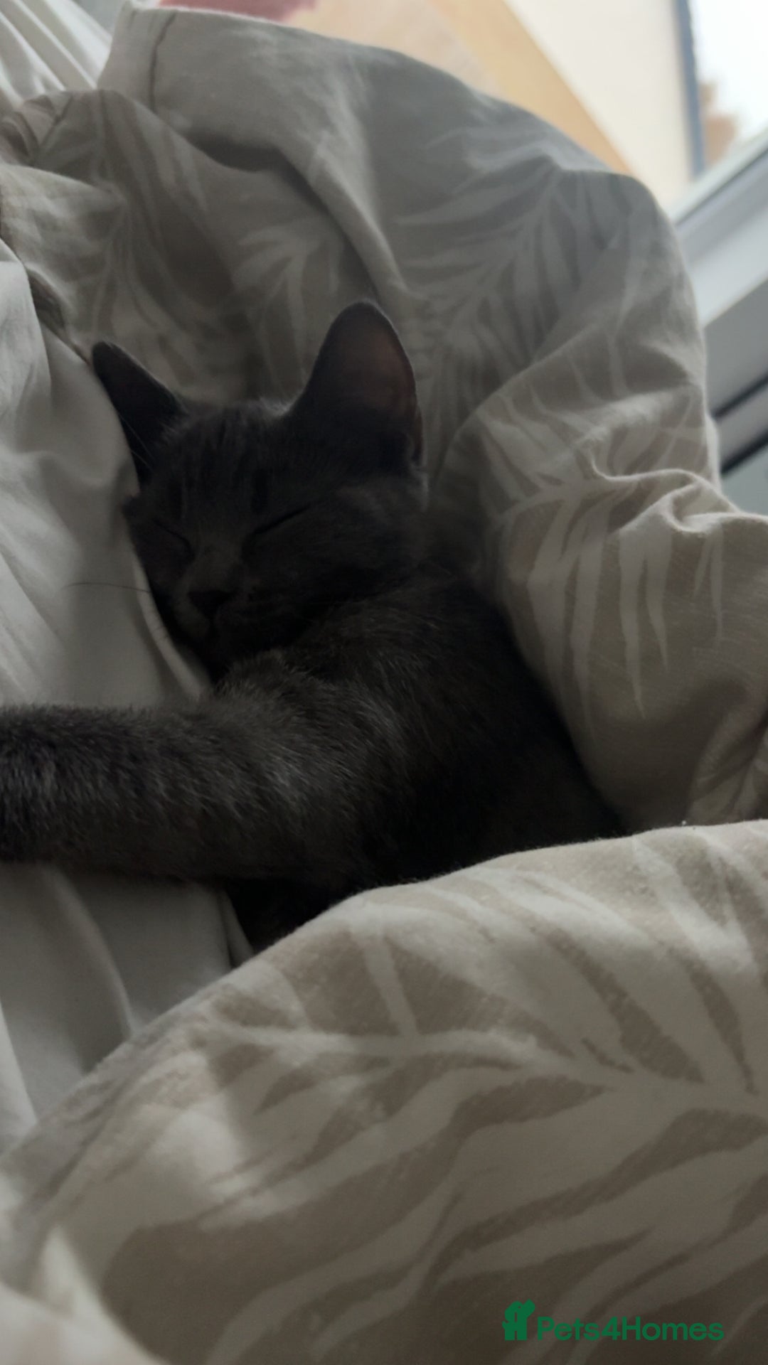 Mixed Breed cats for sale: Daisy  - Image 4