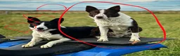 Border Collie dogs for sale: Stunning Border Collie Pup - Advert 2