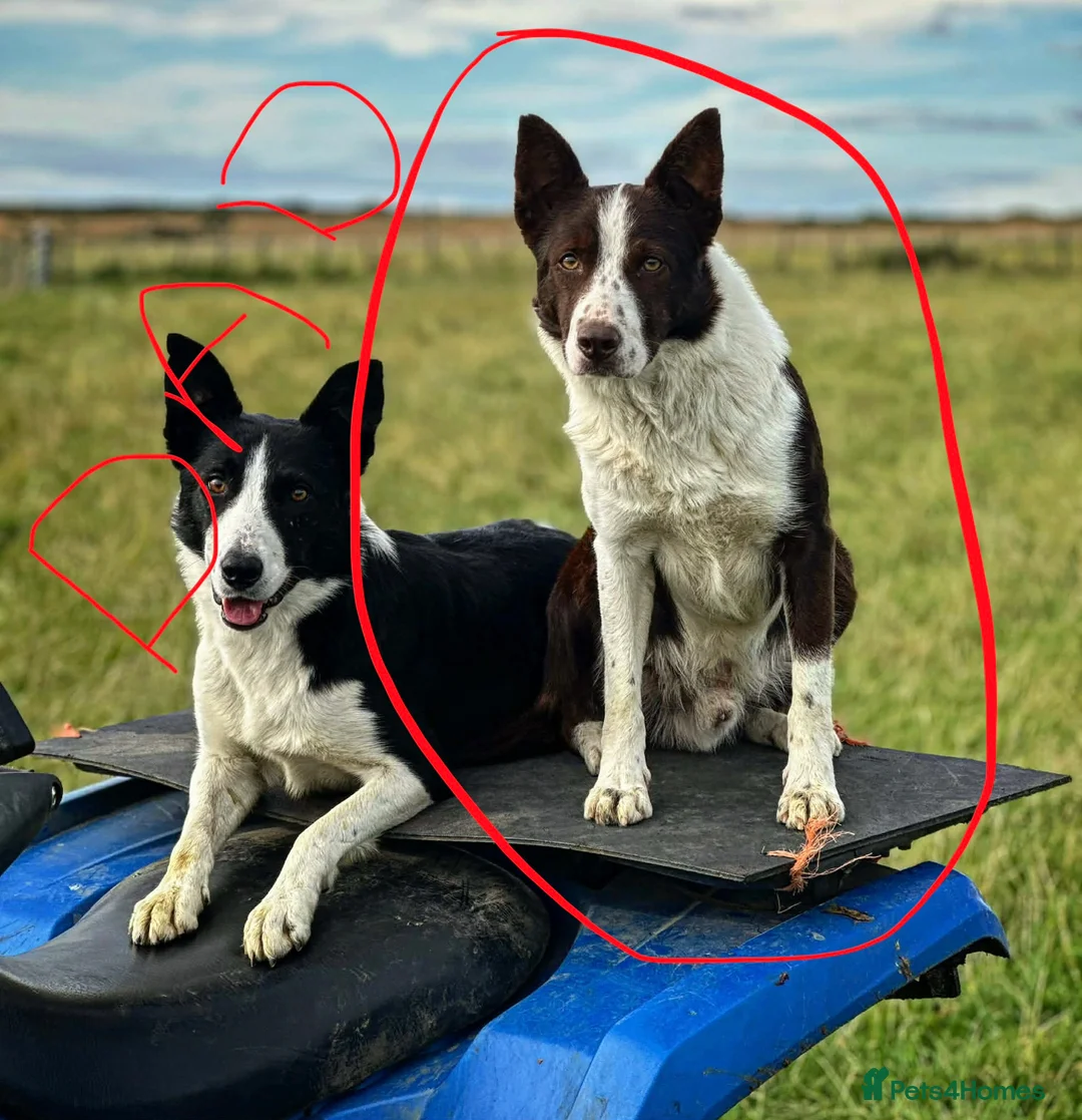 Border Collie dogs for sale: Stunning Border Collie Pup - Advert 2