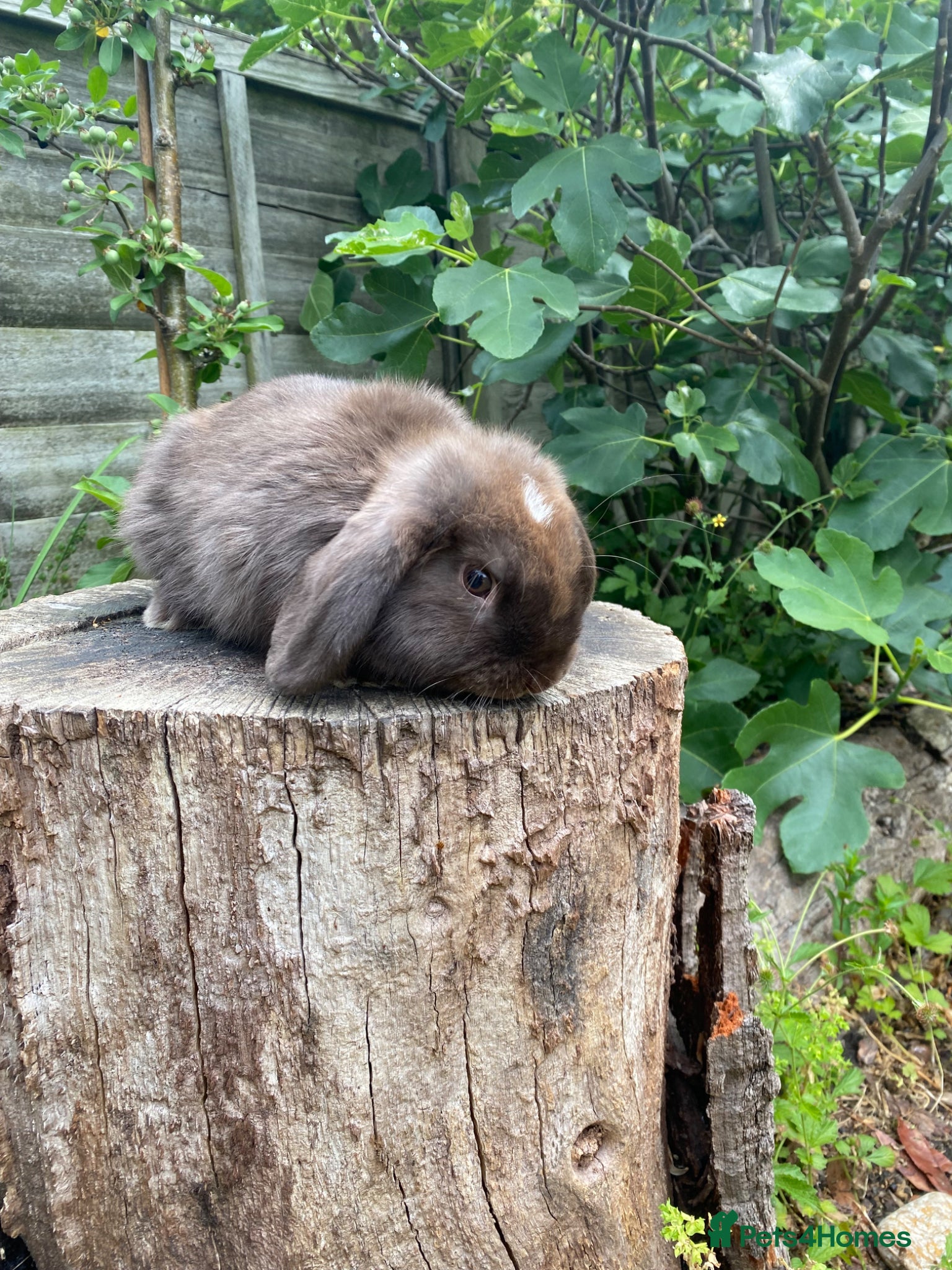 Mini Lop rabbits for sale: ONE LEFT Friendly 100% Pure Bred family Mini Lops  - Advert 2