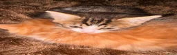 Siberian cats for sale: Siberian mix in Rushden - Advert 4