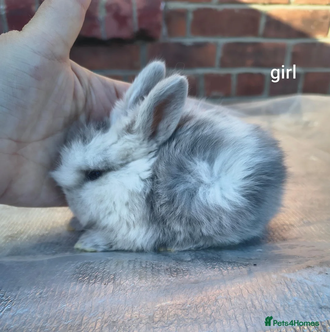 Mini Lop rabbits for sale: Mini lop babies. Both boys and girls available  - Advert 1
