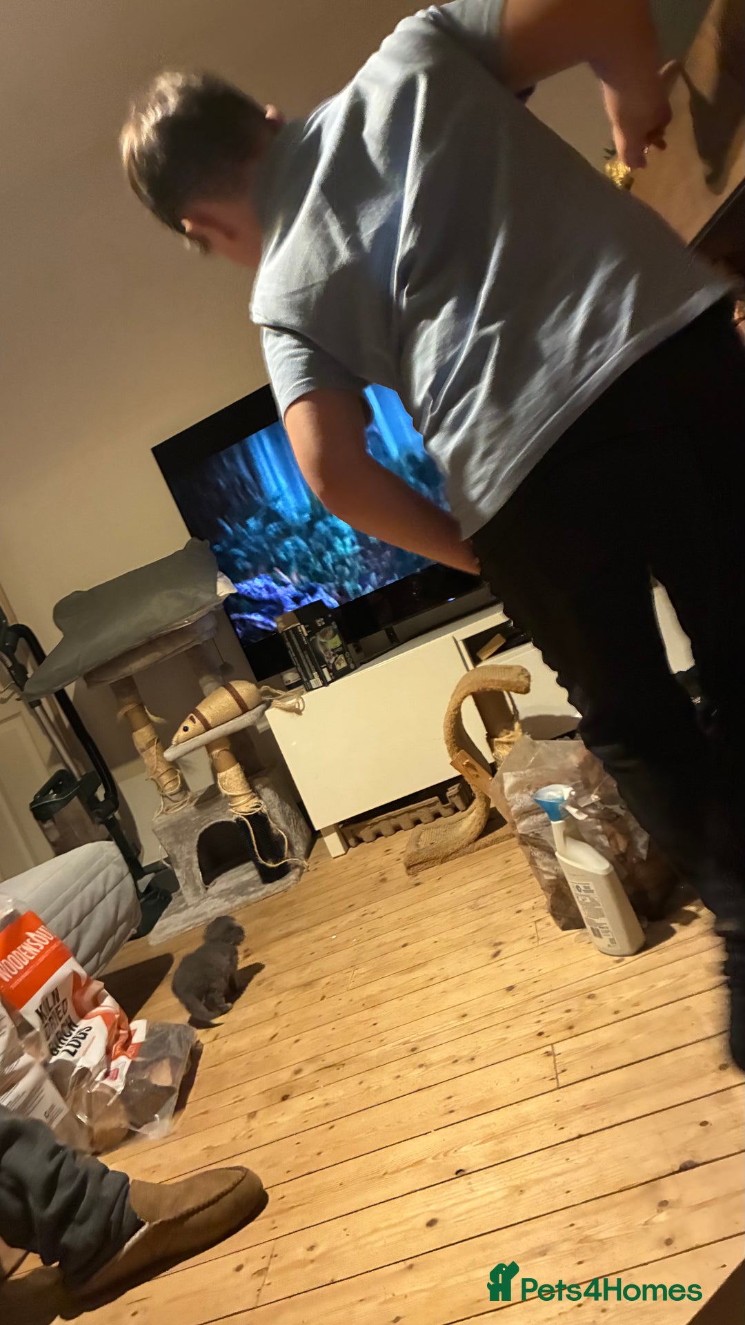 Scottish Fold cats for sale: 6 beautiful Scottish fold kittens - Advert 16