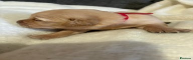Golden Retriever Puppy 2