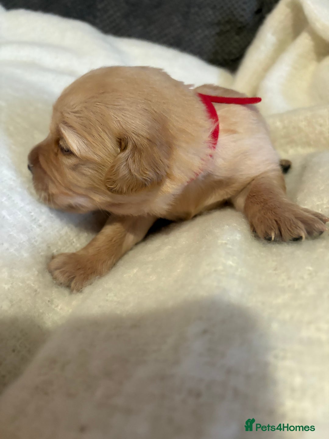 Golden Retriever dogs for sale: Sold sold sold sold sold  - Advert 35