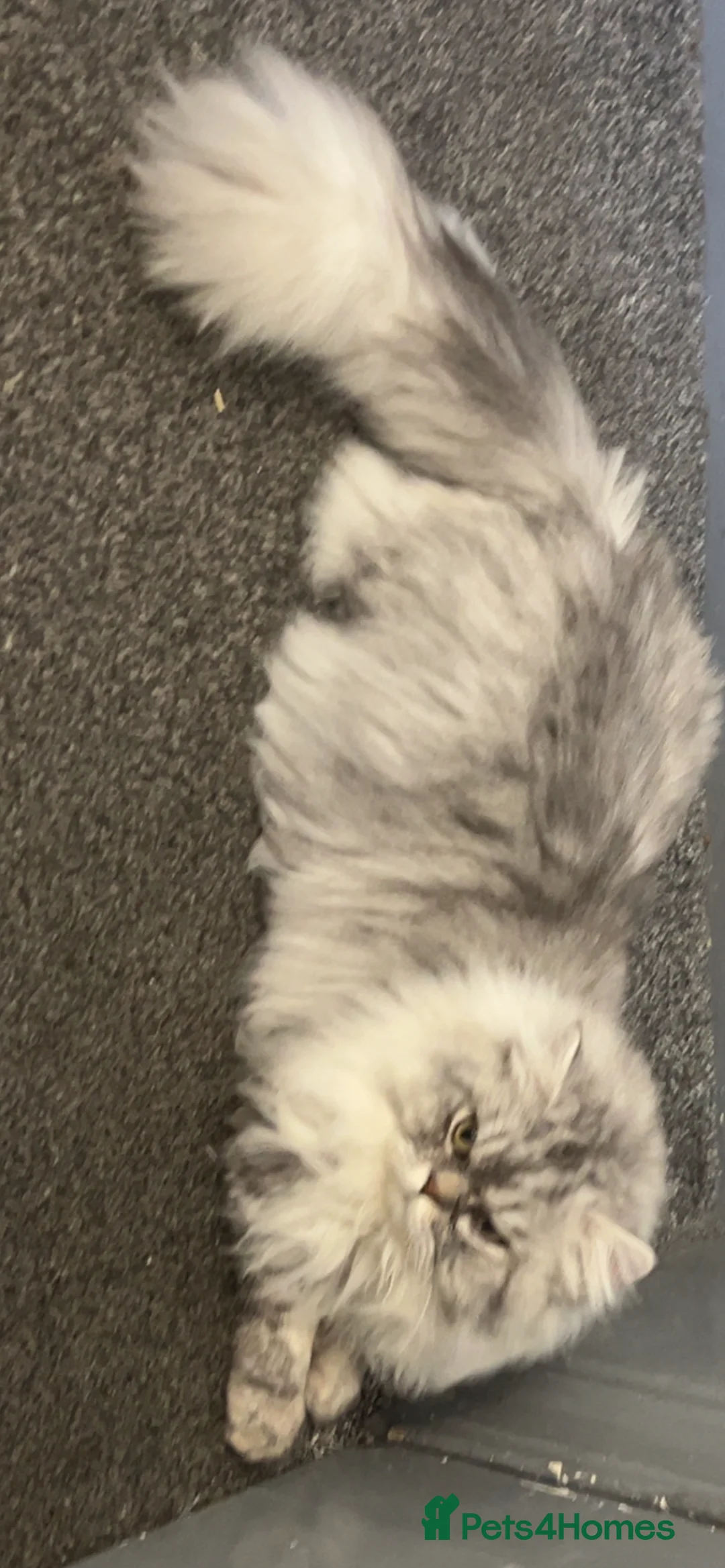 Persian cats for stud: chinchilla Persian proven stud ONLY not for sale  - Advert 9