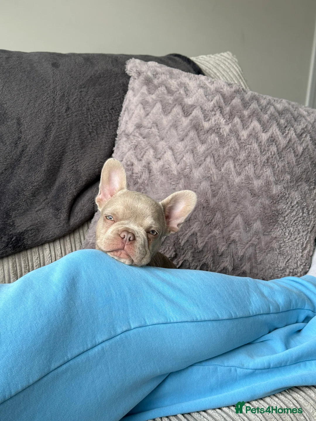 French Bulldog dogs for sale: KC registered French bulldog puppy - Advert 8