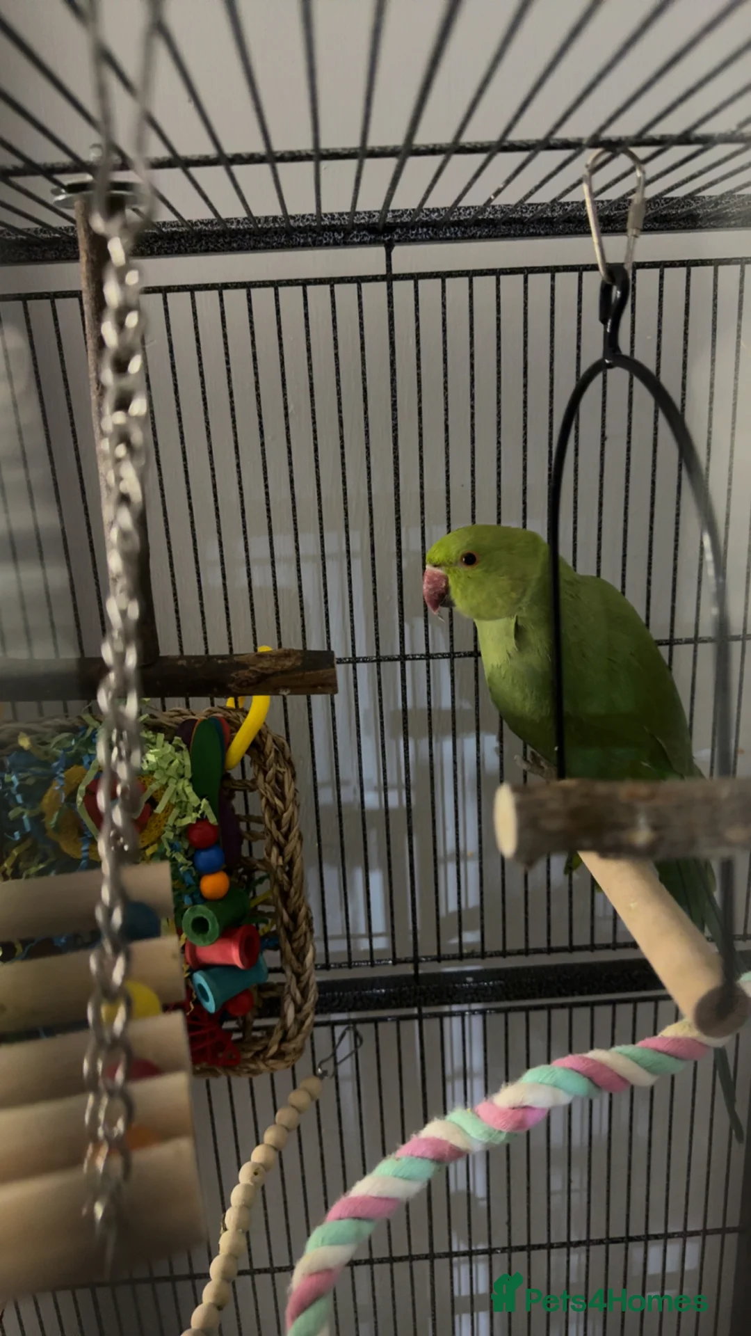 Ringnecks birds for sale: Ringneck parrot for sale  - Advert 1