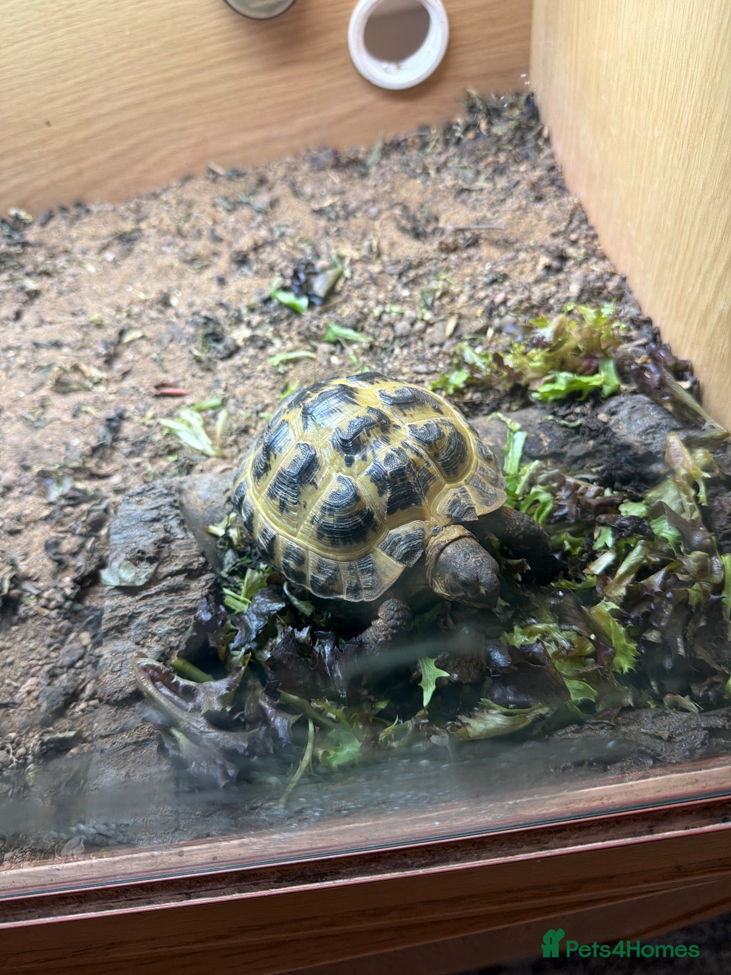 Hermann Tortoise reptiles Herman tortoise  - Advert 6
