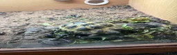 Hermann Tortoise reptiles for sale: Herman tortoise  in Braintree - Advert 1