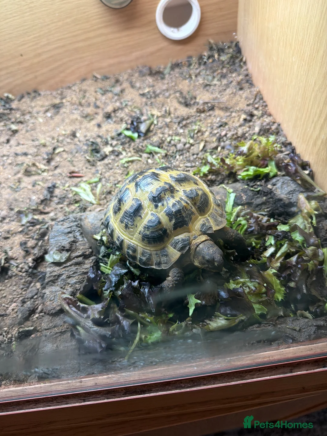 Hermann Tortoise reptiles for sale: Herman tortoise  in Braintree - Advert 1