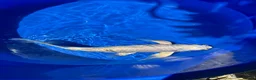 Koi Carp fish for sale: Stunning Japanese Purachina Butterfly Koi - Advert 4