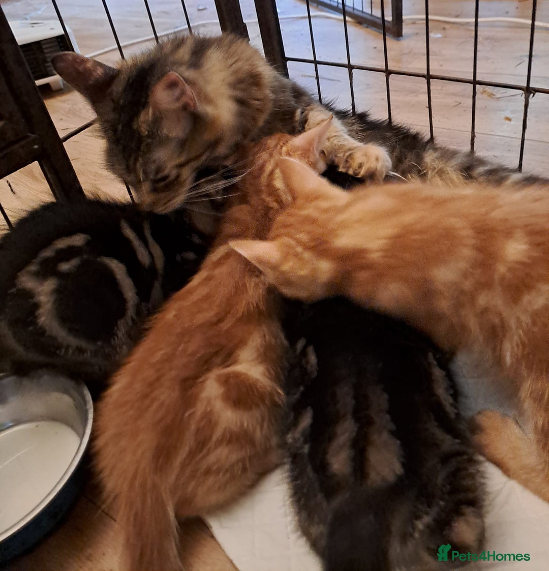 Mixed Breed cats for sale: Long Haired Maine Coon Type Kittens Mixed Breed :) - Image 6