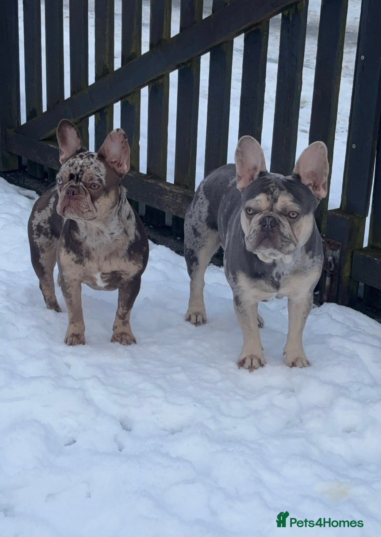 French Bulldog dogs for sale: Pair of merle French Bulldogs - Advert 6
