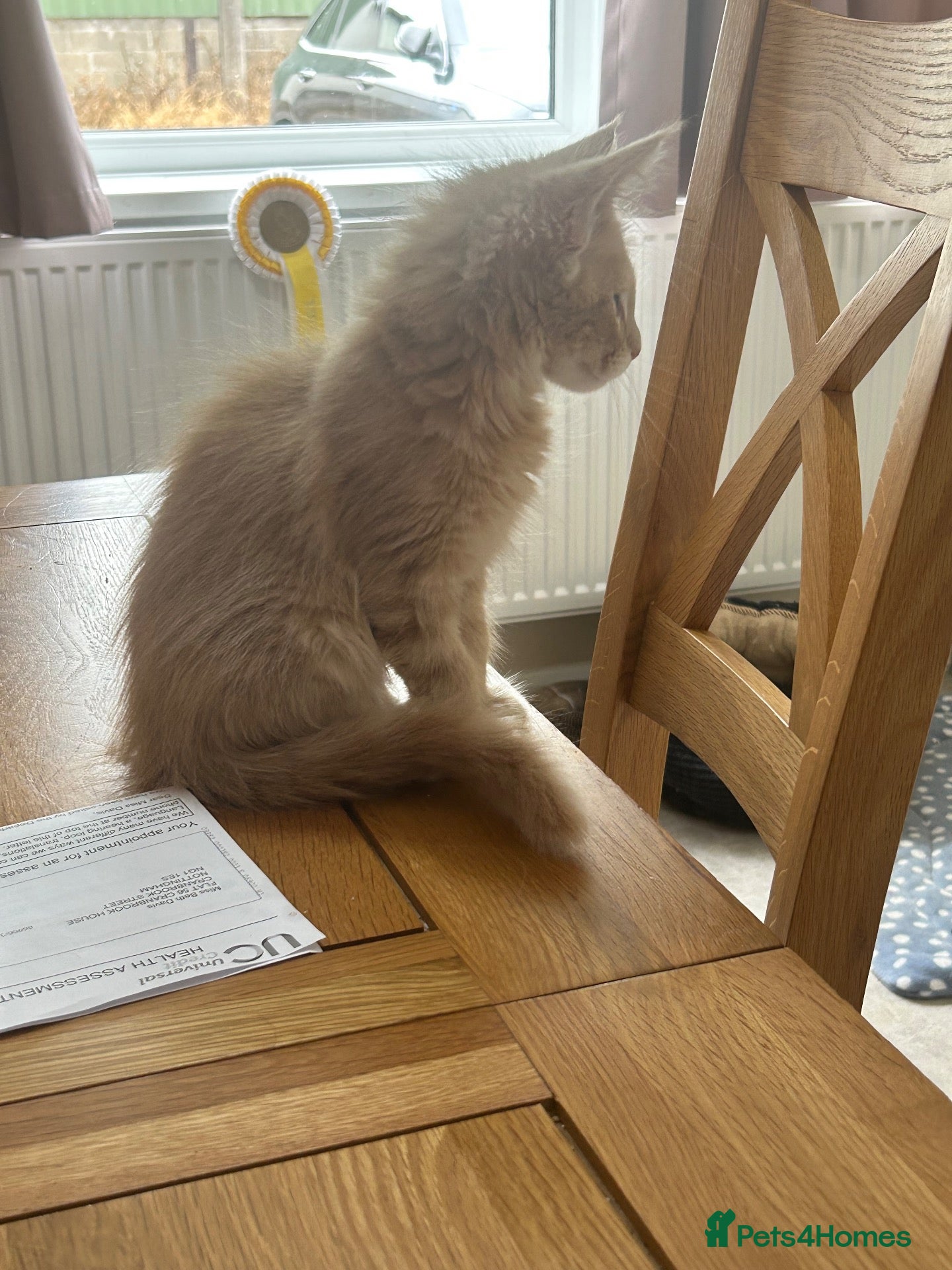 Maine Coon cats MAINE COON ONLY 2 LEFT Gccf health tested  - Advert 2