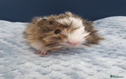 Guinea Pig rodents for sale: Absolutely Stunning Baby Boars  - Image 10