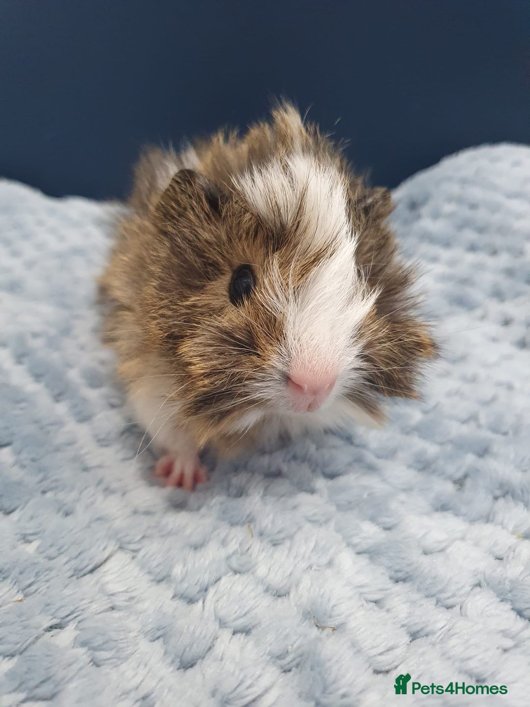 Guinea Pig rodents for sale: Absolutely Stunning Baby Boars  - Image 10