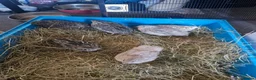 Mixed Breed poultry for sale: Quails and mixed chicks - Advert 2