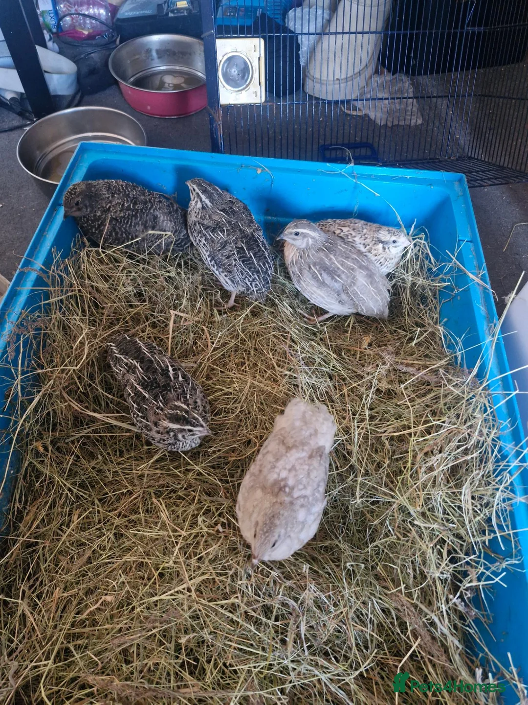 Mixed Breed poultry for sale: Quails and mixed chicks - Advert 2
