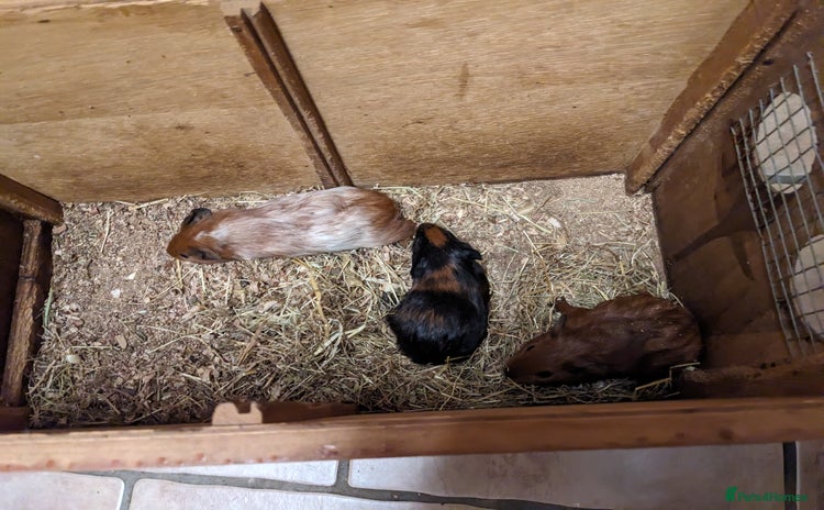Guinea Pig rodents - Advert 1