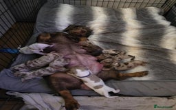 Miniature Dachshund dogs for sale: Miniature dachshund  - Image 6