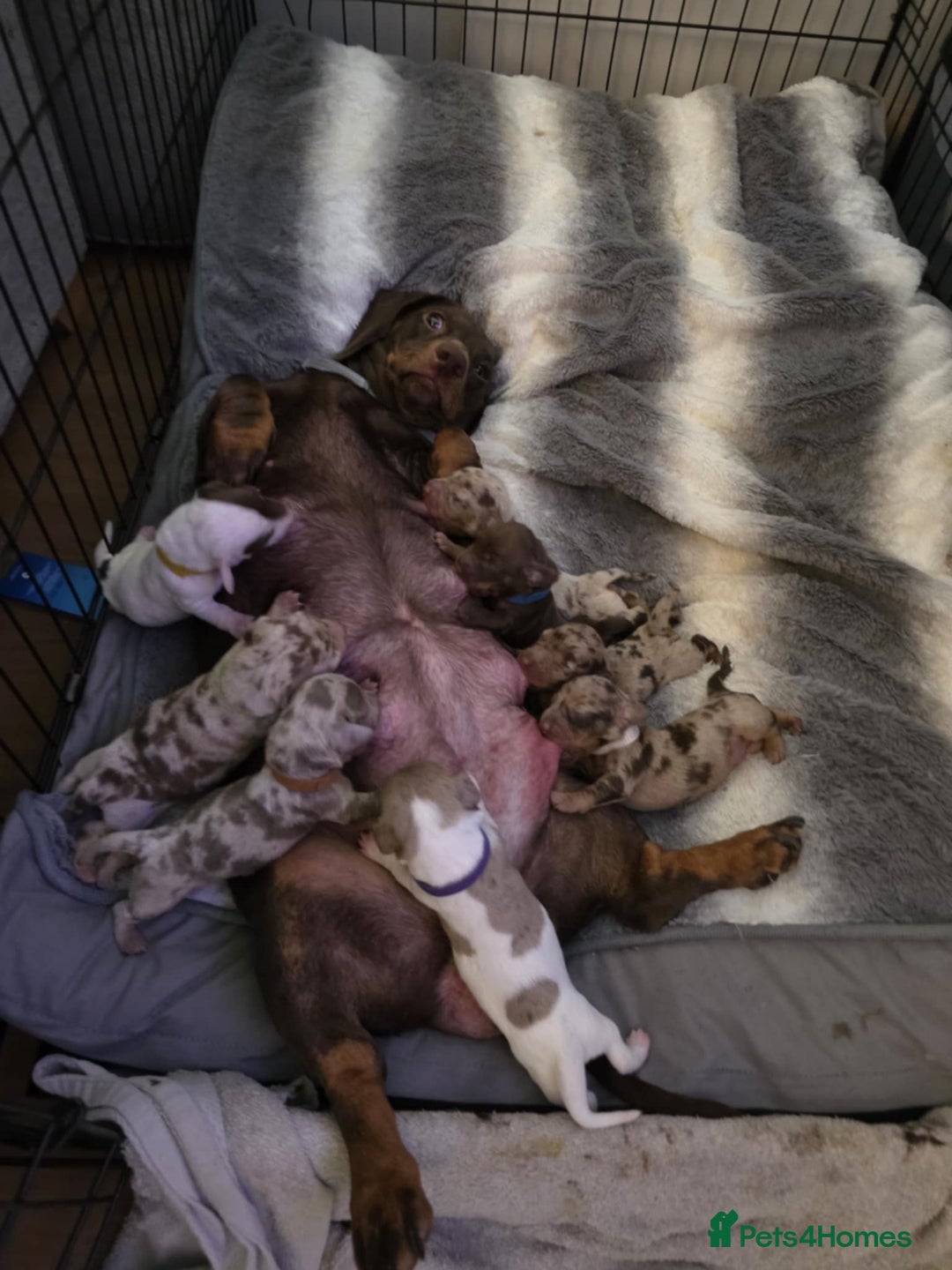 Miniature Dachshund dogs for sale: Miniature dachshund  - Image 6