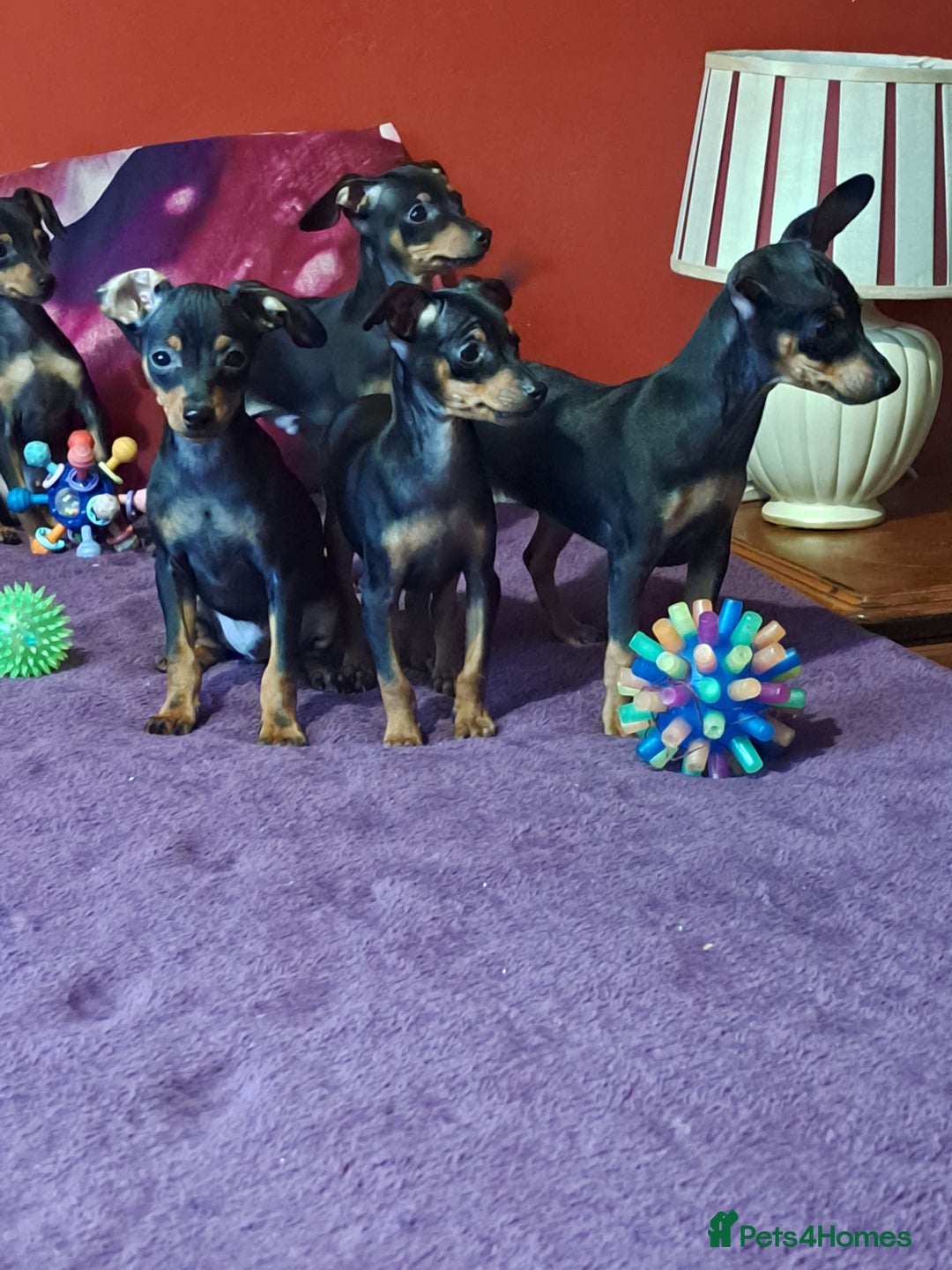Miniature Pinscher dogs for sale: Miniature Pinscher Puppies 🐾   - Advert 1