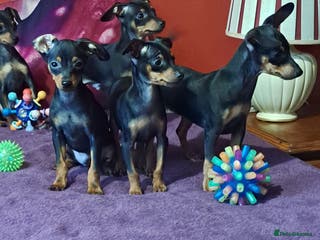 Miniature Pinscher dogs Miniature Pinscher Puppies 🐾 - Advert 2