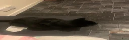 Mixed Breed cats for sale: I am selling my kitten - Advert 3