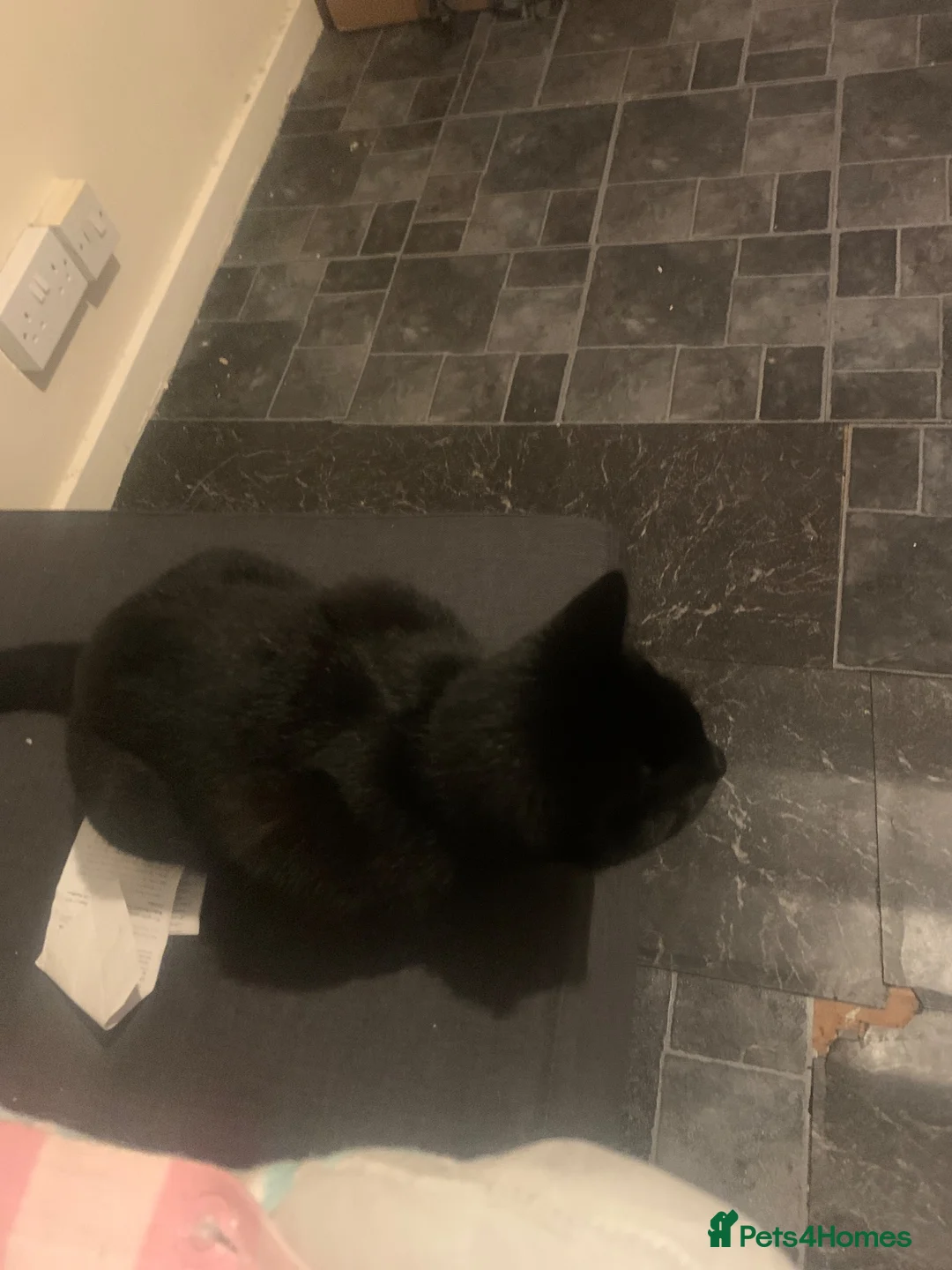 Mixed Breed cats for sale: I am selling my kitten - Advert 3