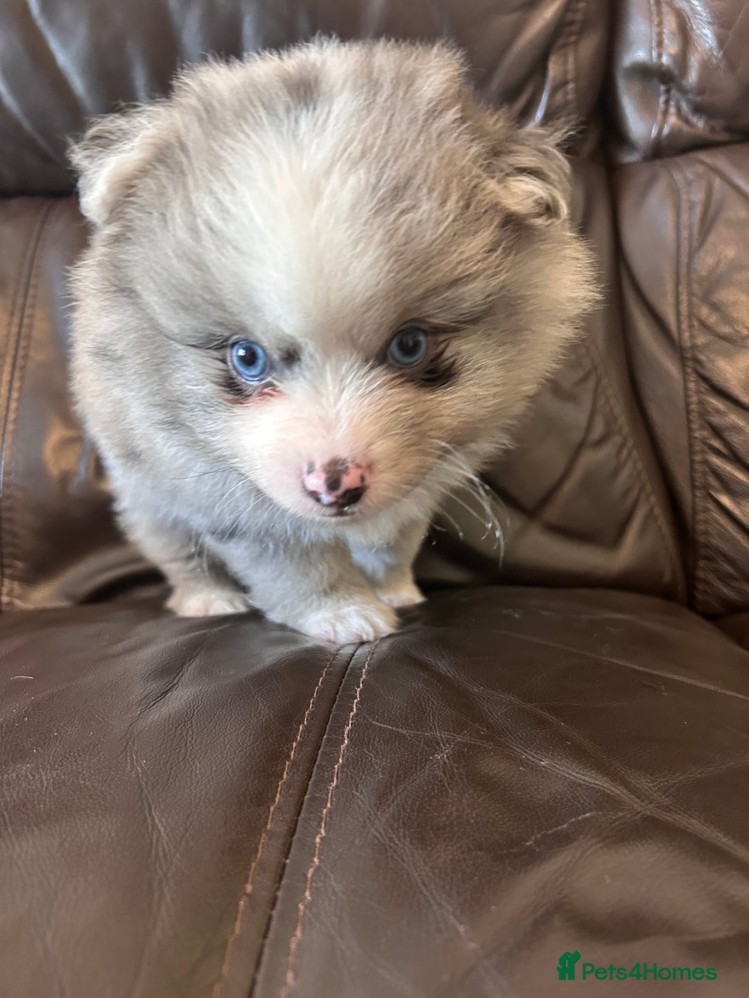 Pomeranian dogs for sale: Pomeranians - ONLY BLACK BOY LEFT - Advert 16