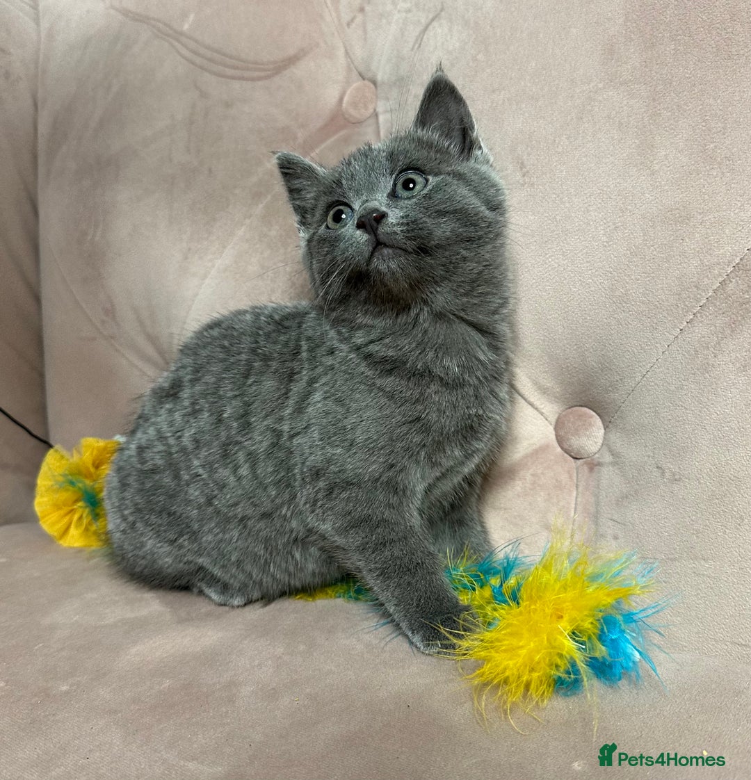 Russian Blue cats for sale: Last gorgeous male Russian blue  - Advert 4