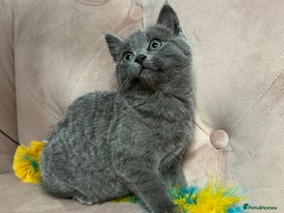 Russian Blue cats Last gorgeous male Russian blue - Advert 3
