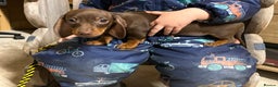 Miniature Dachshund dogs for sale: Miniature dachshunds * 3 boys left - Advert 18