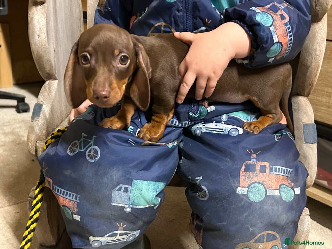 Miniature Dachshund dogs for sale: Miniature dachshunds * 3 boys left - Advert 18