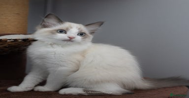 Ragdoll cats - Advert 3