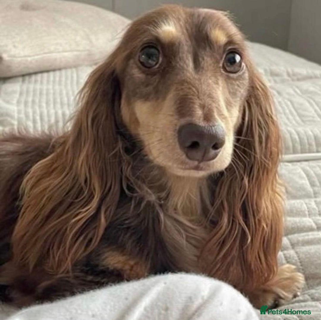 Miniature Dachshund dogs for sale: Beautiful mini long haired pups available  - Image 20