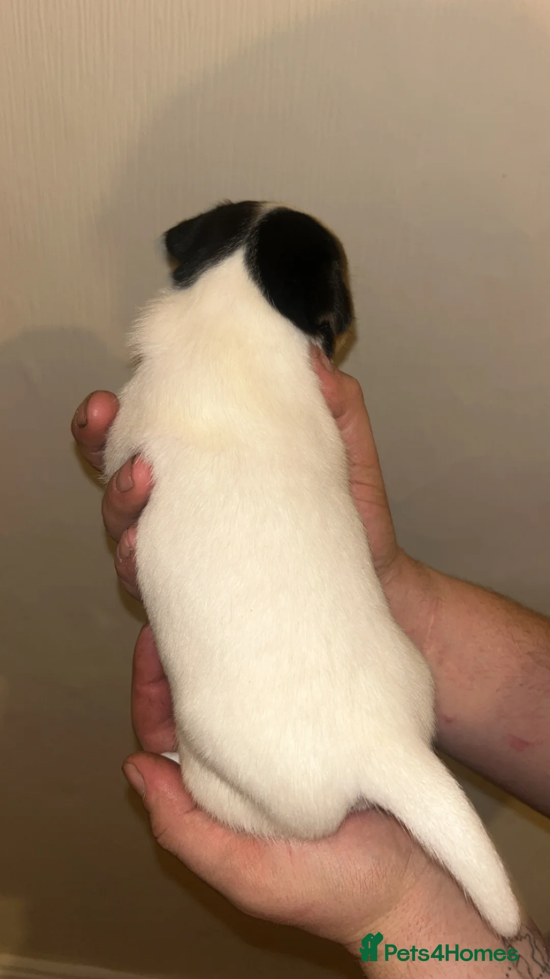 Jack Russell dogs for sale: Jack Russell pups. 2 LEFT - Advert 7