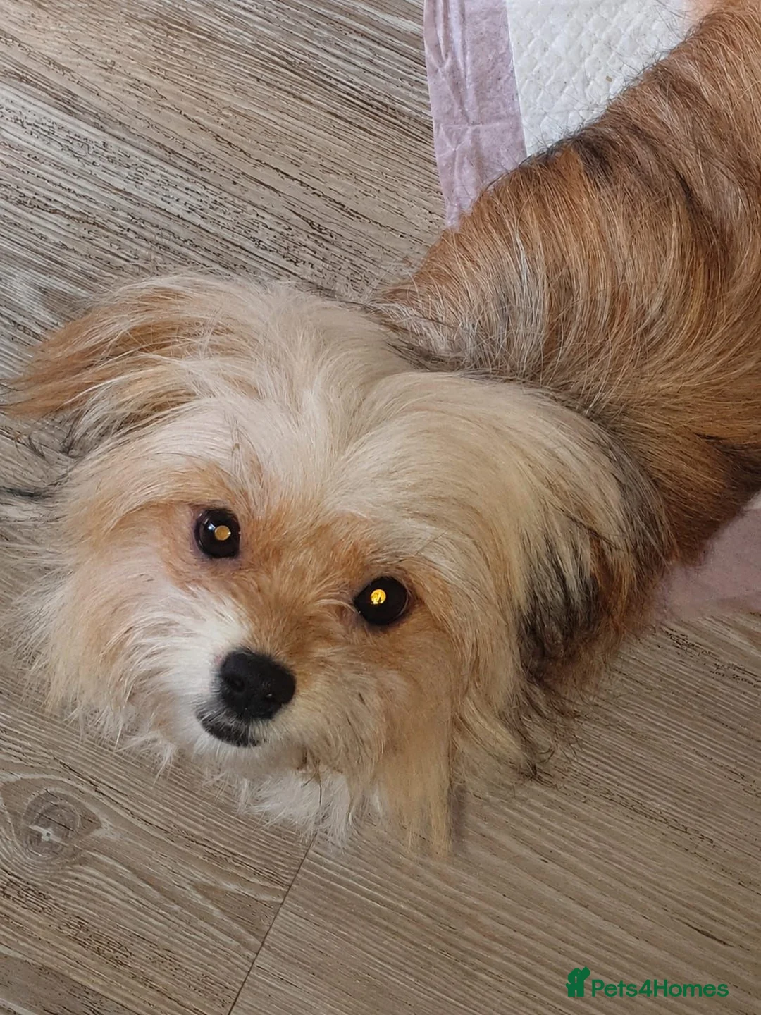 Mixed Breed dogs for adoption: Cherise 🩷 in Woodbridge - Advert 7