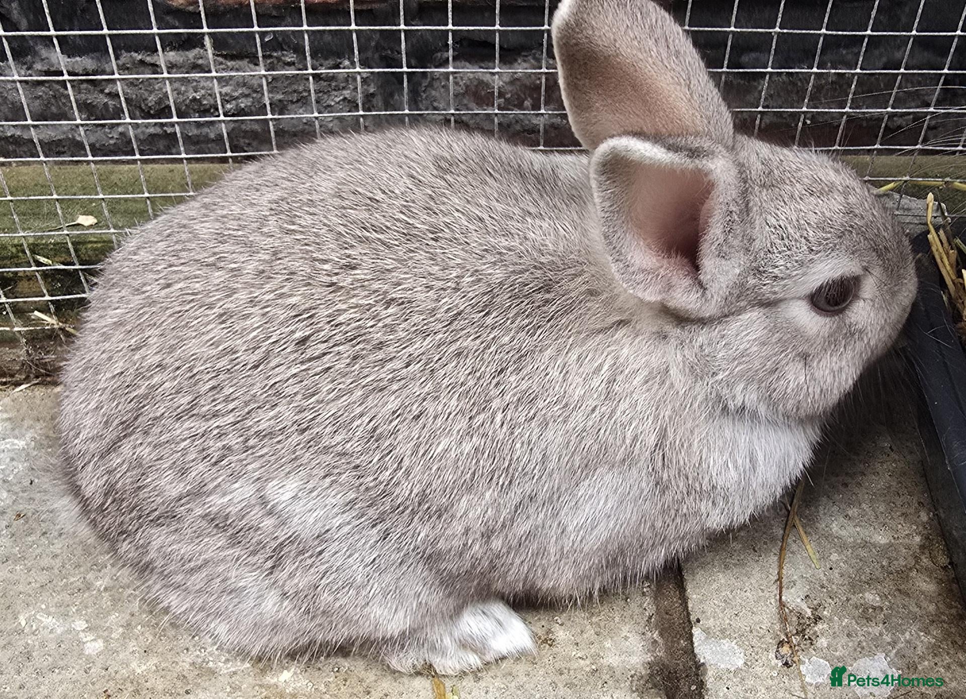 Mixed Breed rabbits Netherland / Lop Dwarf Bunny - Advert 1