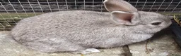 Mixed Breed rabbits for sale: Netherland / Lop Dwarf Bunny - Advert 1
